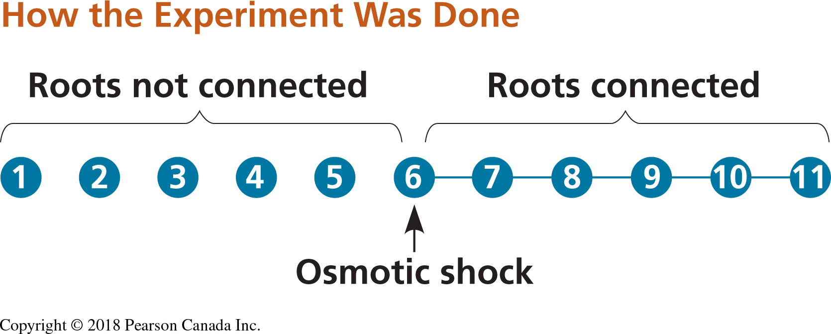 Experimental set up for testing stress cues. Circles represent plants and connector lines represent the plants with connected roots. The numbers of the plants correspond to those of Table 14.2. Osmotic stress was induced in plant 6 (Modified from Falik et al., 2011).